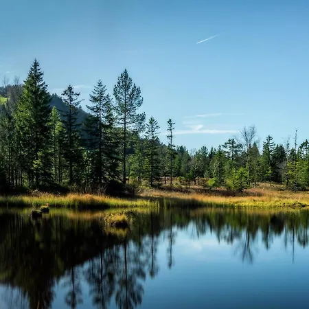 In Vosges Forest With Valley View *