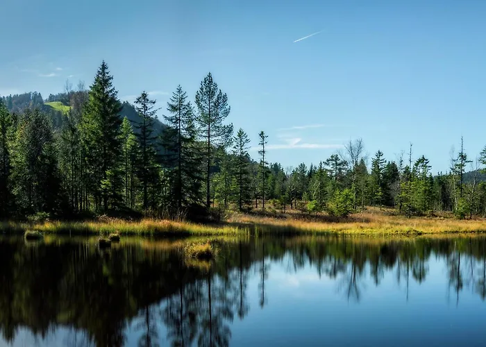 In Vosges Forest With Valley View *